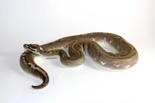 0.1 Bamboo GHI.jpg