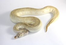 1.0 Pastel Lesser Clown.jpg