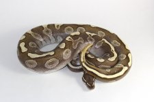 0.1 GHI Lesser.jpg