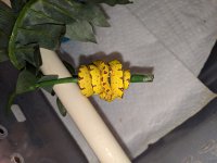 IMG_20190320_153627.jpg