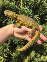 yellowuro.jpg