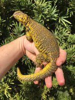 yellowuro1.jpg