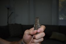 DSC_0092.jpg