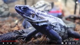 indigo lizard.jpg
