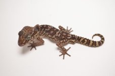 pictus1_1024x1024.jpg