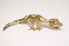 mossy_male_1.1_1024x1024.jpg