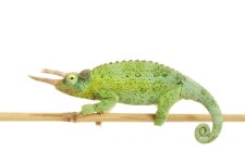 iStock-92129043_1024x1024.jpg