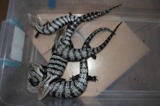 Axanthic Blue Tongue Skinks pic 3.jpg