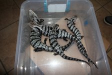 Axanthic BTS Group pic 2.jpg