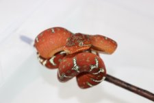 IMG_3783.jpg
