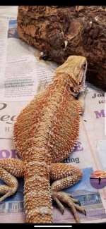 poss-het-wit-bd-female.jpg