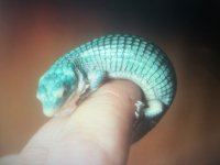 Graminia 1.jpg