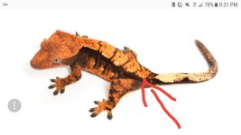 Screenshot_20180830-181705_Gallery.jpg