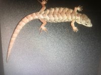 Lythrochila 1.jpg