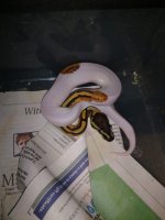 2018 male pastel  pied.jpg