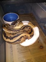 2017 Male Pied.jpg