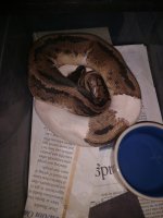 2017 Male Pied 2.jpg