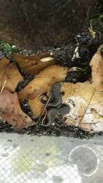 firebellynewt2.jpg