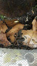 firebellynewt3.jpg
