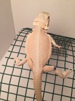 hypo male 820.jpg