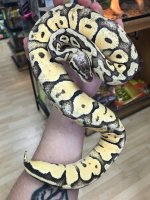 supervanillapastel (1).jpg