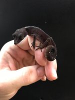 catgecko.jpg