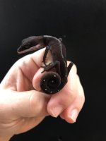 catgecko1.jpg
