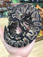 ghifemale.jpg