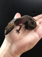 catgecko2.jpg