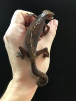 catgecko3.jpg