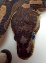 20180827_224051.jpg