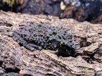 Theloderma2.jpg