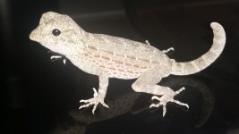 pristurus1.jpg