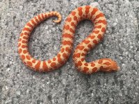 albino1.jpg