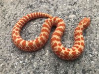albino11.jpg