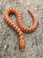 albino111.jpg