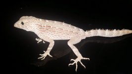 pristurus3.jpg