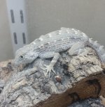 pristurus2.jpg