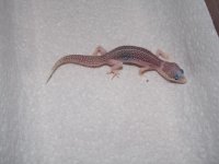 100_0015.jpg