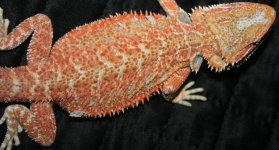 IMG_0004_crop.jpg