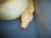snakes for sale 003.jpg