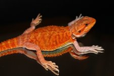 IMG_7498.jpg