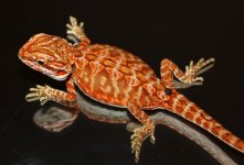 IMG_7504.jpg