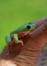 black eye tree frog.jpg