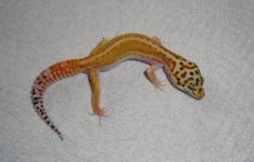 stripemale02.jpg