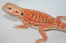 Smoken Hot Red Poss Double Het SIlkback1.jpg