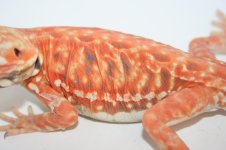 Smoken Hot Red Poss Double Het Silkback.jpg