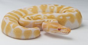 Albino Female  200 grams.jpg