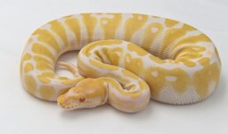 Albino Female 1.jpg