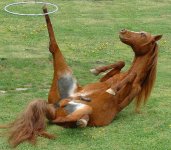 horse.jpg